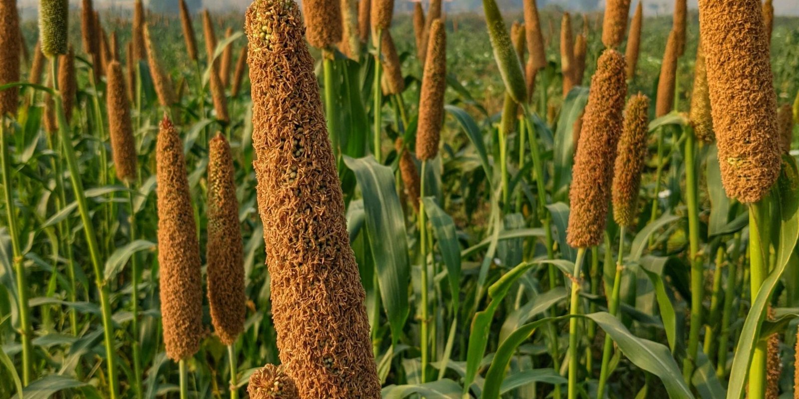 pexels-deep-malik-132129520-10738421